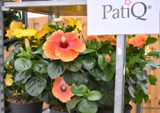 Graff's PatioQ is the concept for their outdoor, big-pot hybiscus. A new series with a number of existing but also new species.